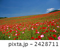 ポピー満開の秩父高原