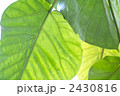 観葉植物の葉