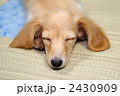 眠るミニチュアダックスの仔犬