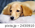 ミニチュアダックスの仔犬