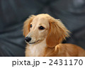 ミニチュアダックス