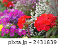 花／ゼラニューム