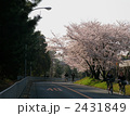 通学路の桜