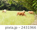 牛　放し飼い　放牧　
