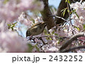 鶯です　春です　ホーホケキョ
