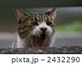 あーふぁ～