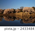 鏡に映った春の日の彦根城
