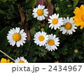 小さい春