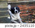 プールで身体を冷やすミックス犬