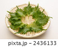大葉10枚