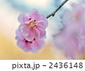 春の訪れ 春の訪れ