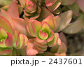 2437601