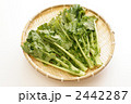 菜の花（脇芽収穫タイプ）
