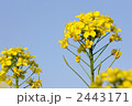 菜の花