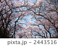 2443516