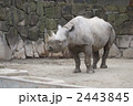サイ　上野動物園