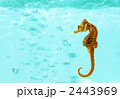 タツノオトシゴ