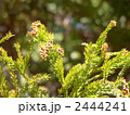 杉花粉