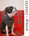 洋服を着た犬