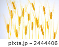 麦の穂