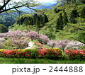 妙義山の春