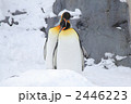 ペンギン