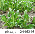 壬生菜畑