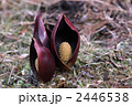 2446538