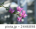 2446898