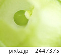 ほおずきの青い実