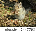 2447793