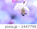 河津さくらとミツバチ