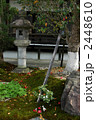 京都　妙満寺の椿