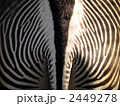 シマウマ