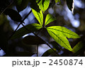 透過光で緑鮮やかな葉