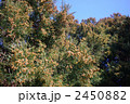 花をつけたスギの木々