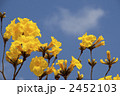 イッペーの花