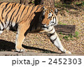 天王寺動物園の虎