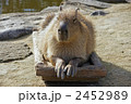 カピバラ