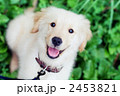 2453821