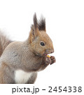 胡桃を食べるエゾリス