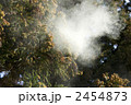 杉花粉