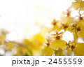 オンシジューム