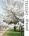 木場潟の桜並木