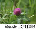 紫詰草