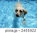 プールで泳ぐラブラドール