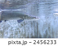 ピラルクー