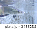 ピラルクー