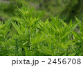 蓬の若葉の先