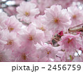美しい花びらの八重桜